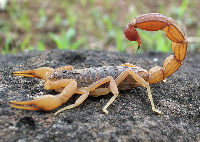 Foto de Escorpiões (Tityus serrulatus · Tityus bahiensis)
